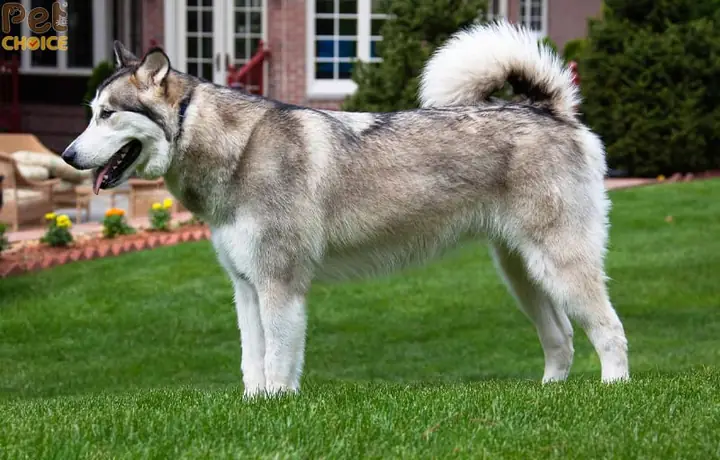 Huấn Luyện Chó Đi Vệ Sinh Ngoài Trời Huấn Luyện Chó Đi Vệ Sinh Ngoài Trời