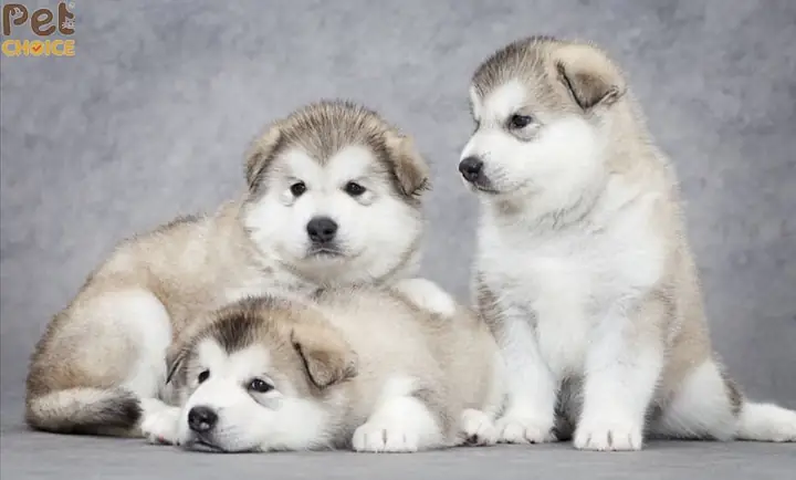 Thời Điểm Nào Nên Bắt Đầu Huấn Luyện Chó Alaska Đi Vệ Sinh? Thời Điểm Nào Nên Bắt Đầu Huấn Luyện Chó Alaska Đi Vệ Sinh?