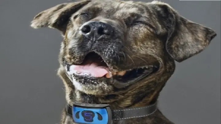 3vòng Huấn Luyện Chó