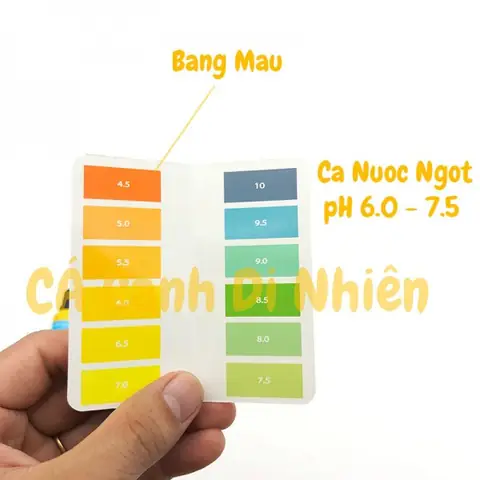 Hướng Dẫn Chi Tiết Cách Sử Dụng Dung Dịch Đo Ph Hồ Cá Để Duy Trì Môi Trường Nước Lý Tưởng