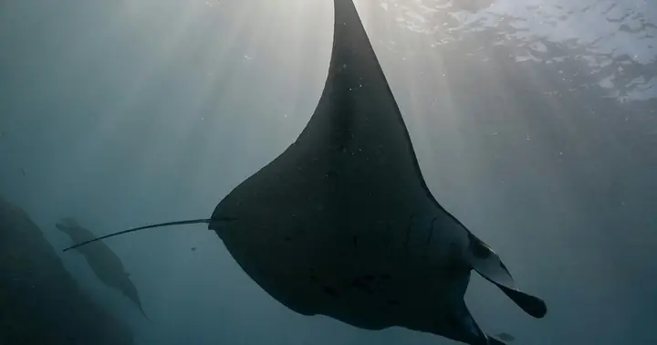 Vì Sao Cá Đuối Kim Chích Có Thể Gây Nhiễm Trùng Phải Cưa Xương ...