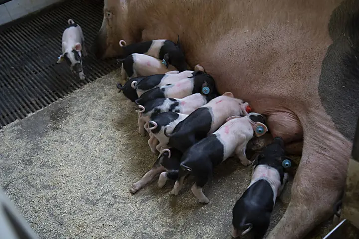 Đuôi Chó Bị Hoại Tử Đuôi Chó Bị Hoại Tử