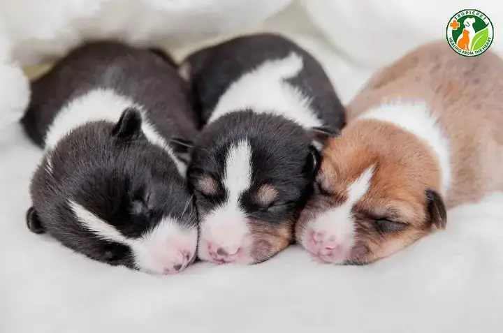 Nguyên Nhân Phổ Biến Gây Hoại Tử Đuôi Ở Chó Nguyên Nhân Phổ Biến Gây Hoại Tử Đuôi Ở Chó