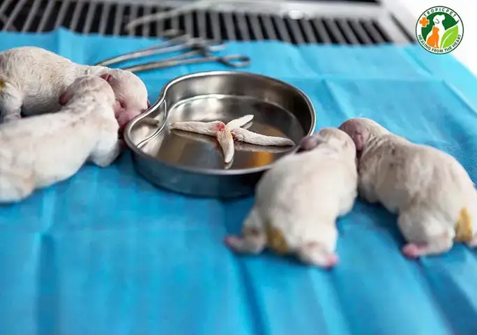 Dấu Hiệu Nhận Biết Đuôi Chó Bị Hoại Tử Dấu Hiệu Nhận Biết Đuôi Chó Bị Hoại Tử