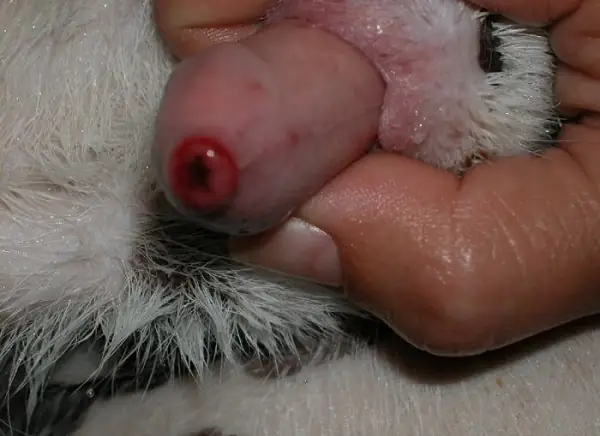 Viêm Nhiễm Bao Quy Đầu (balanitis) Viêm Nhiễm Bao Quy Đầu (balanitis)