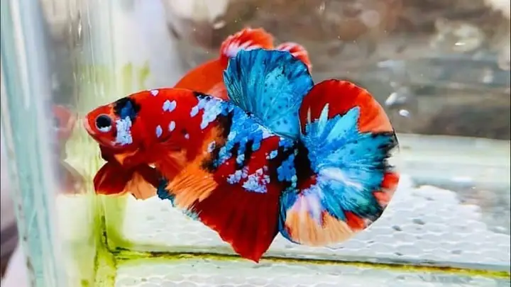 Ép Cá Betta Thất Bại? Nguyên Nhân & Giải Pháp Chuyên Gia Tiết Lộ