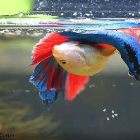 Con Giống Quá Non Hoặc Quá Già: Vấn Đề Về Độ Tuổi Sinh Sản