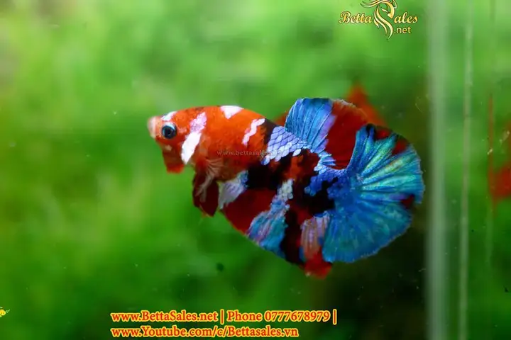 Hướng Dẫn Ép Cá Betta Khỏi Bệnh Trùng Huyết: Chi Tiết Từ A-z