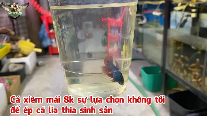 Hướng Dẫn Ép Cá Lia Thia Đẻ: Kỹ Thuật Nuôi Và Chăm Sóc Chi Tiết