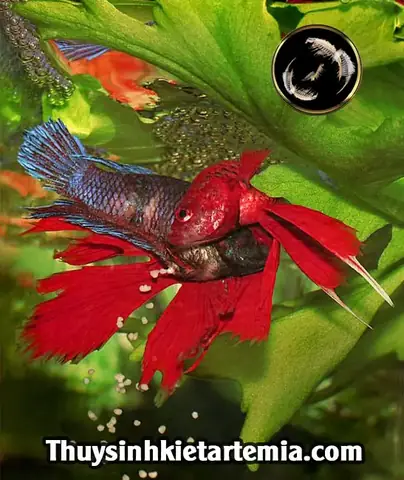 Hướng Dẫn Ép Cá Lia Thia Phướng Hiệu Quả Và An Toàn Cho Người Mới Bắt Đầu