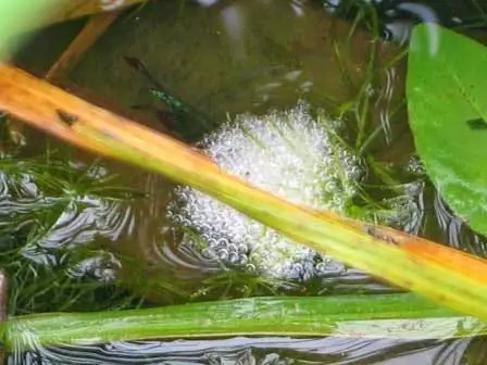 Hướng Dẫn Ép Cá Lia Thia Phướng Hiệu Quả Và An Toàn Cho Người Mới Bắt Đầu