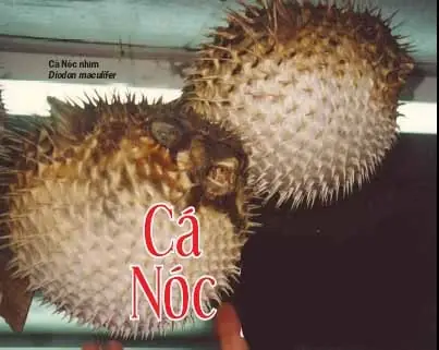 Cá Nóc - Món Ăn Của Những Người Thích Đùa Với Thần Chết