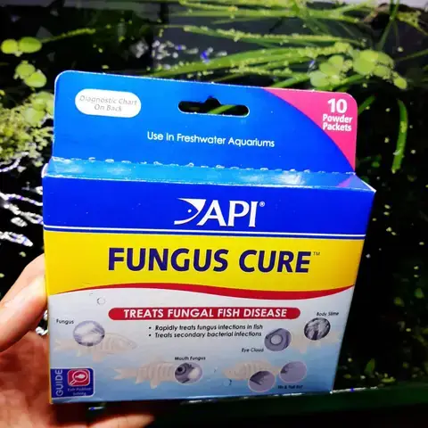 Nấm Cá Cảnh Là Gì? Dấu Hiệu Nhận Biết Sớm Nấm Cá Cảnh Là Gì? Dấu Hiệu Nhận Biết Sớm