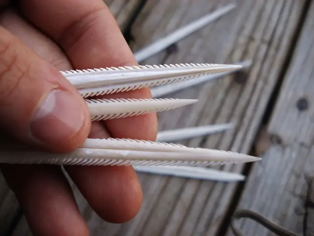 Nổi Tiếng Nhất Trong Số Những Loài Cá Đuối Sử Dụng Đuôi Để Tấn Công Là Những Loài Cá Đuối Biển Gai Độc, Sở Hữu Những Chiếc Gai Độc Đủ Khả Năng Giết Người.