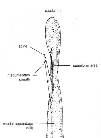 Nổi Tiếng Nhất Trong Số Những Loài Cá Đuối Sử Dụng Đuôi Để Tấn Công Là Những Loài Cá Đuối Biển Gai Độc, Sở Hữu Những Chiếc Gai Độc Đủ Khả Năng Giết Người.