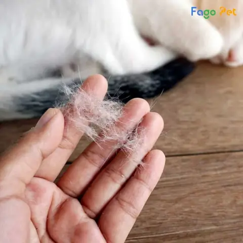 Massage Da Và Lông Thú Cưng Hiệu Quả