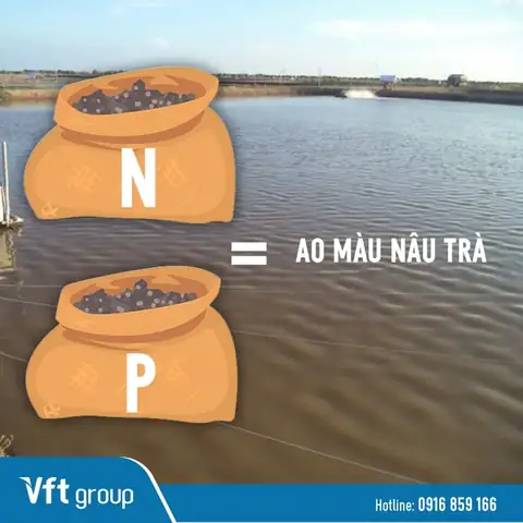 Top 3 – Cách Gây Màu Nước Trong Ao Nuôi Tôm Bằng Phân Bón Vô Cơ