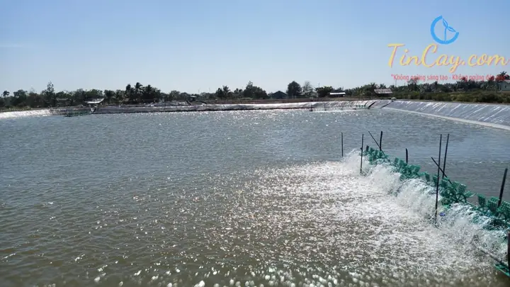 Cách Gây Màu Nước Trong Ao Nuôi