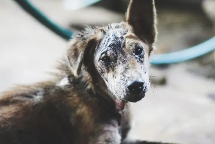 Cách Nhận Biết Chú Chó Bị Ghẻ Demodex