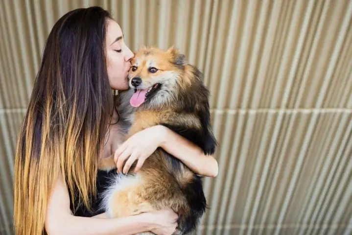 Vậy Ghẻ Demodex Ở Chó Có Lây Cho Người Không? Vậy Ghẻ Demodex Ở Chó Có Lây Cho Người Không?