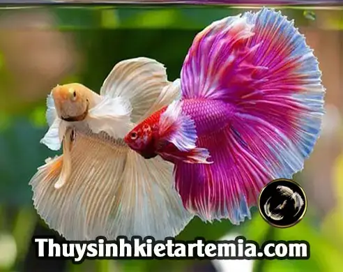 Hướng Dẫn Ghép Đôi Cá Betta An Toàn: Cách Chọn Bạn Tình Và Tránh Xung Đột