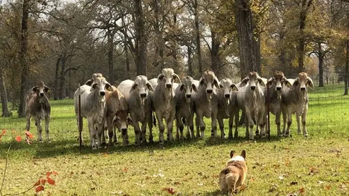 Nguồn Gốc Chó Corgi