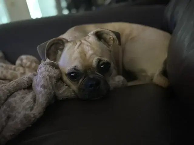 Giá 1 Con Chó Pug: Bảng Giá & Kinh Nghiệm Mua Bán Mới Nhất 2025 Giá 1 Con Chó Pug: Bảng Giá & Kinh Nghiệm Mua Bán Mới Nhất 2025