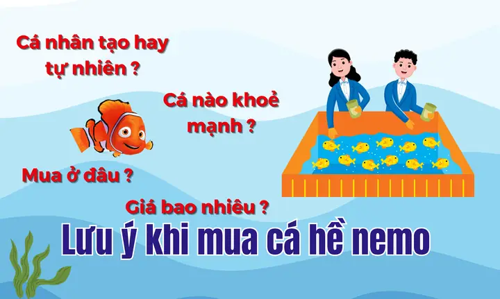 Mua Cá Hề Nemo Ở Đâu ? Những Lưu Ý Khi Mua Cá Hề Nemo ...