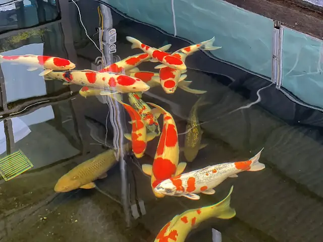 Giá Cá Koi Hiện Nay Là Bao Nhiêu? Mua Cá Koi Nhật Ở Đâu Uy Tín? Giá Cá Koi Hiện Nay Là Bao Nhiêu? Mua Cá Koi Nhật Ở Đâu Uy Tín?