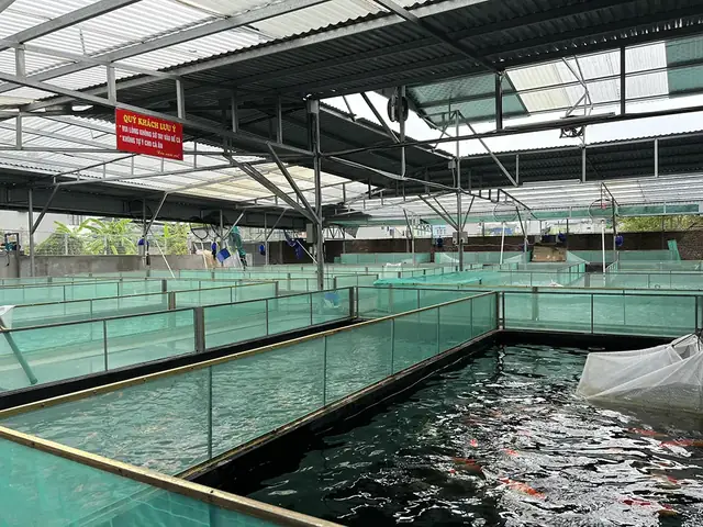 Koi Thuần Chủng Nhật Bản Koi Thuần Chủng Nhật Bản