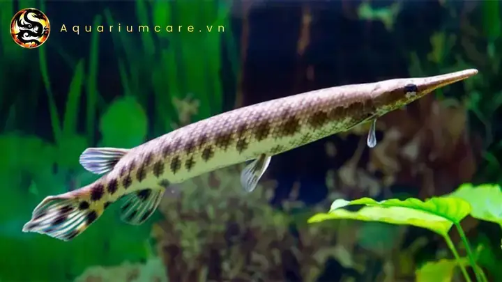 Tổng Quan Về Cá Sấu Hỏa Tiễn