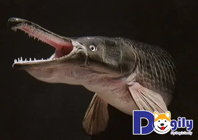 Giá Bán Cá Sấu Mỏ Vịt: Thực Hư Và Góc Nhìn Bảo Tồn Giá Bán Cá Sấu Mỏ Vịt: Thực Hư Và Góc Nhìn Bảo Tồn