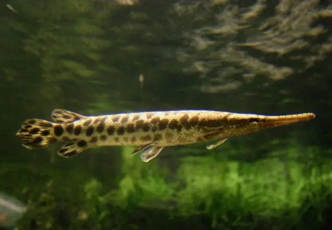 Giá Bán Cá Sấu Mỏ Vịt: Thực Hư Và Góc Nhìn Bảo Tồn Giá Bán Cá Sấu Mỏ Vịt: Thực Hư Và Góc Nhìn Bảo Tồn