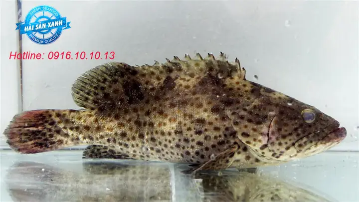 Giá Cá Song Tại Hà Nội