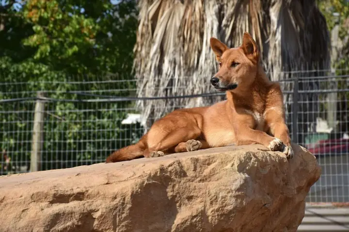 Lý Do Bạn Nên Sở Hữu Một Chú Chó Dingo