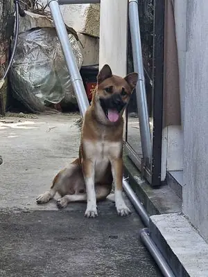Dingo Đông Dương