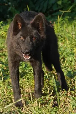 Siêu Phẩm Chó Lài Sông Mã Đây