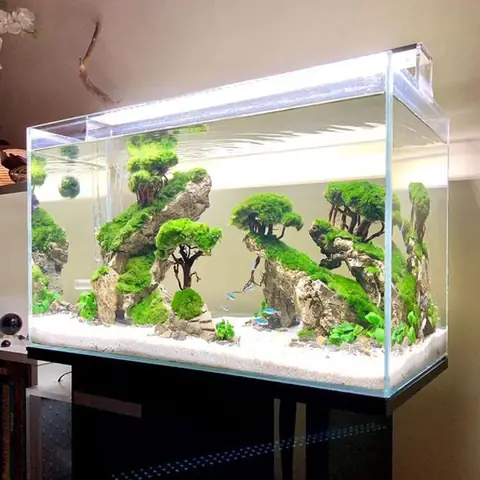 Giá Bể Cá Cảnh Đẹp: Hướng Dẫn Chọn Mua Chi Tiết Từ Kích Cỡ Đến Loài Cá Phù Hợp