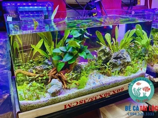 Bể Cá Mặt Kính Đúc 60cm Bcmn18