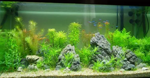 B. Giá Bể Cá Thủy Sinh Tại Hà Nội Là Bao Nhiêu? B. Giá Bể Cá Thủy Sinh Tại Hà Nội Là Bao Nhiêu?