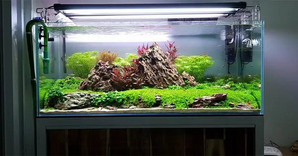 Thú Vui Lành Mạnh Thú Vui Lành Mạnh