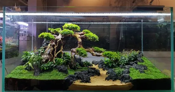 Giá Bể Cá Thủy Sinh Tại Hà Nội Là Bao Nhiêu? Giá Bể Cá Thủy Sinh Tại Hà Nội Là Bao Nhiêu?