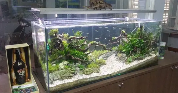 Mang Tính Thẩm Mỹ Mang Tính Thẩm Mỹ