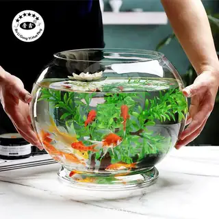 Bình Thủy Tinh Nuôi Cá: Hướng Dẫn Chọn Mua, Cách Trang Trí Và Bảo Dưỡng Bình Thủy Tinh Nuôi Cá: Hướng Dẫn Chọn Mua, Cách Trang Trí Và Bảo Dưỡng