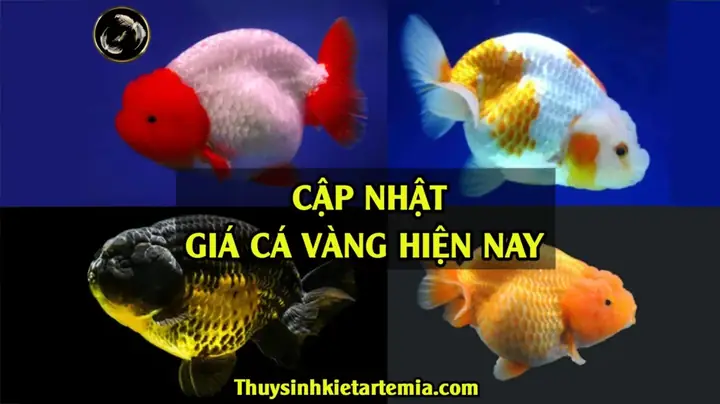 [cập Nhật Bảng Giá Cá Vàng] Cá Vàng Đầu Lân Giá Bao Nhiêu