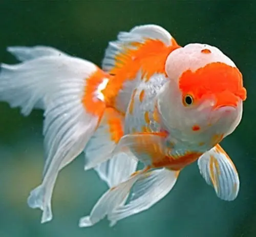 Cá Vàng 3 Đuôi - Cách Nuôi Và Chăm Sóc Cá Khỏe Mạnh | Tiếu ...