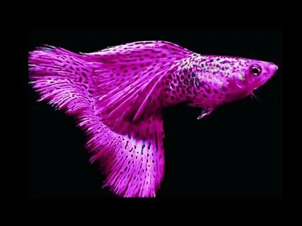 Giá Cá 7 Màu Rồng Xanh: Cập Nhật Mới Nhất & Kinh Nghiệm Chọn Mua