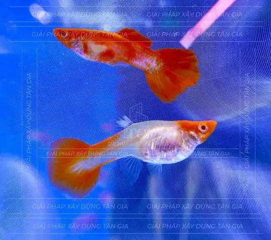 Điều Kiện Nuôi Và Sức Khỏe Điều Kiện Nuôi Và Sức Khỏe