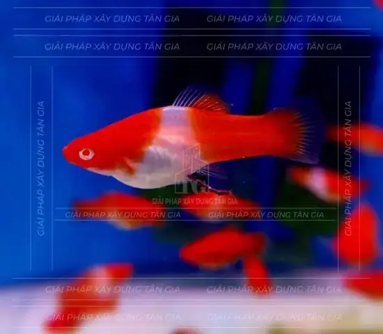 Giống Và Nguồn Gốc Giống Và Nguồn Gốc