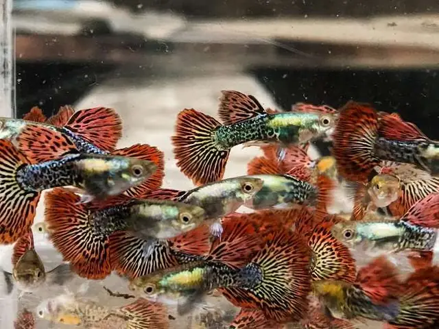 Thức Ăn Thức Ăn